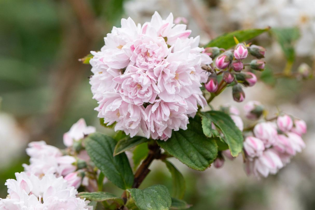 Deutzia hybrida 'Pink Pom-Pom' mit Blüte, erhältlich von 40-60 bis 80-100 cm; Einsatz: ;;ab 16,40 Euro