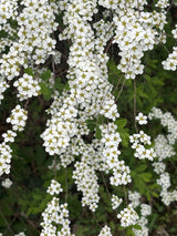 Spiraea arguta , erhältlich von 40-60 bis 175-200 cm;;ab 5,75 Euro