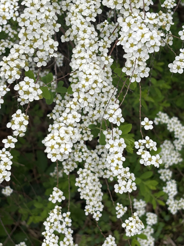 Spiraea arguta , erhältlich von 40-60 bis 175-200 cm;;ab 5,75 Euro