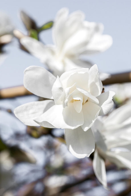 Magnolie 'Merrill' mit Blüte, verfügbar in 12 Größen und Varianten; Einsatz: Solitärgehölzduftend;;hier kaufen