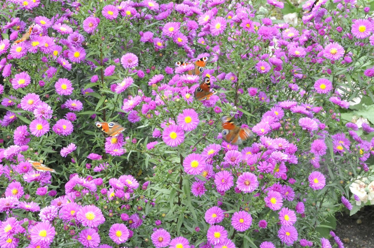 Aster novae-angliae 'Purple Dome' mit Blüte; Einsatz: ;;ab 4,70 Euro