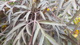 Sambucus nigra 'Black Lace'; hier mit Herbstlaub; dekorative Blätter; Einsatzmöglichkeit z.B. : Vogelnährgehölz;;ab 36,00 Euro