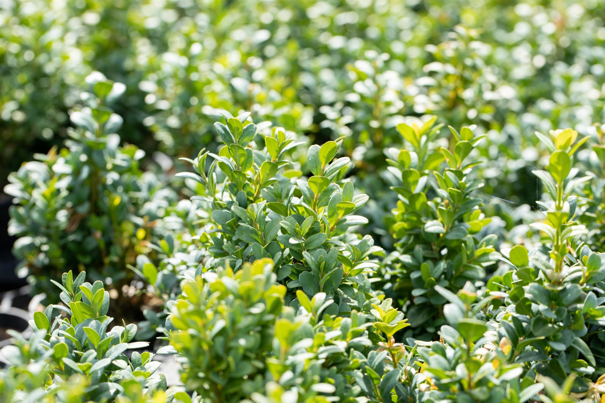 Buxus sempervirens 'Blauer Heinz' (Buchsbaum 'Blauer Heinz')