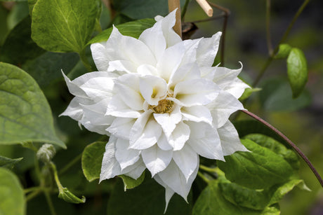 Clematis 'Duchess of Edinburgh' , erhältlich von 100-150 bis 100-150 cm;;ab 37,40 Euro