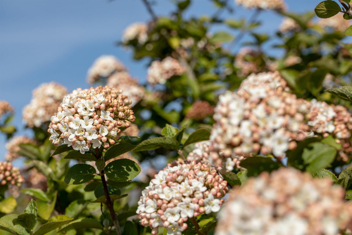Viburnum carlcephalum mit Blüte, erhältlich von 40-60 bis 125-150 cm; Einsatz: ;;ab 37,40 Euro