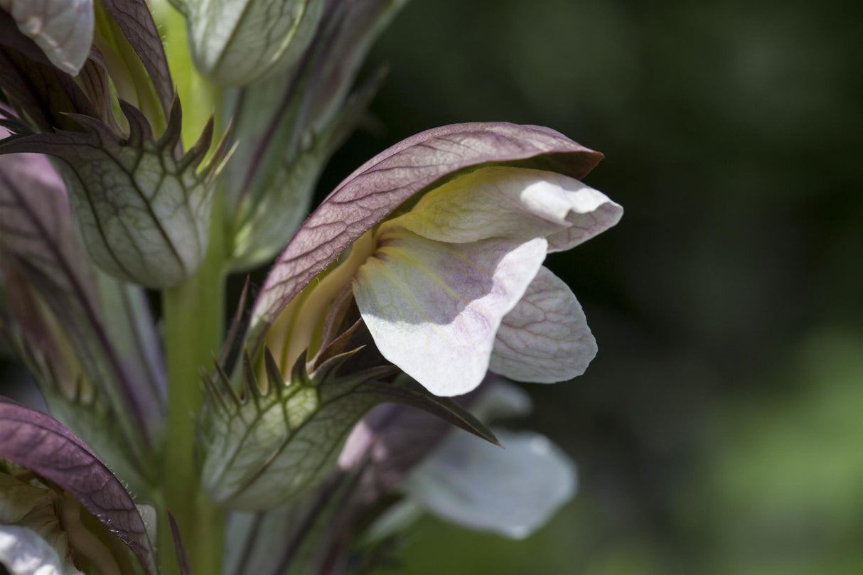 Acanthus hungaricus mit Blüte; Einsatz: ;;ab 7,85 Euro