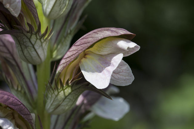 Acanthus hungaricus mit Blüte; Einsatz: ;;ab 7,85 Euro