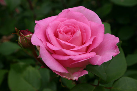 Rosa 'Bessy' BDR mit Blüte; Einsatz: ;;ab 8,10 Euro