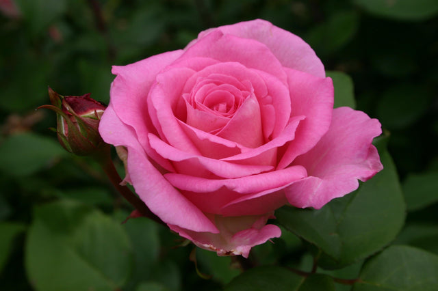 Rosa 'Bessy' BDR mit Blüte; Einsatz: ;;ab 8,10 Euro