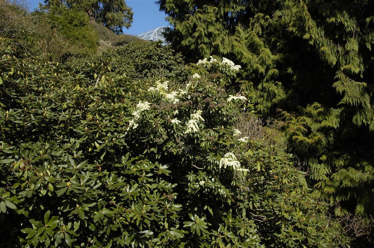 Pieris floribunda , erhältlich von 25-30 bis 150-175 cm;;ab 25,30 Euro