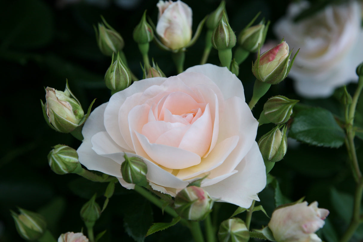 Rosa 'Sirius' BT mit Blüte; Einsatz: ;;ab 9,50 Euro