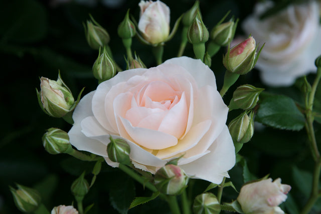 Rosa 'Sirius' BT mit Blüte; Einsatz: ;;ab 9,50 Euro