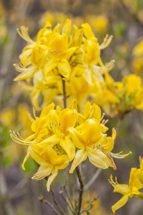 Rhododendron luteum mit Blüte, erhältlich von 30-40 bis 80-100 cm; Einsatz: ;;ab 27,40 Euro