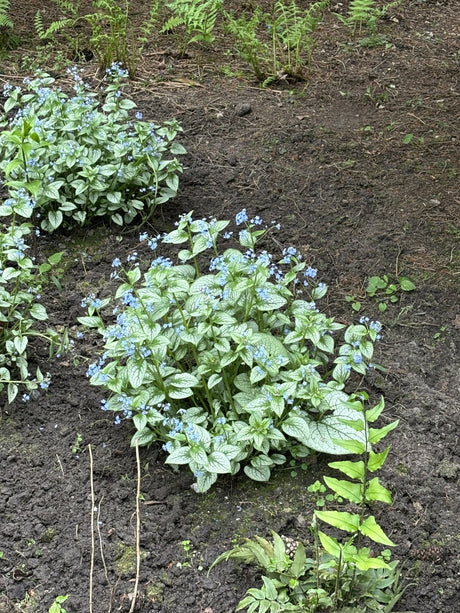Brunnera macrophylla, blau mit Blüte; Einsatz: ;;ab 4,00 Euro