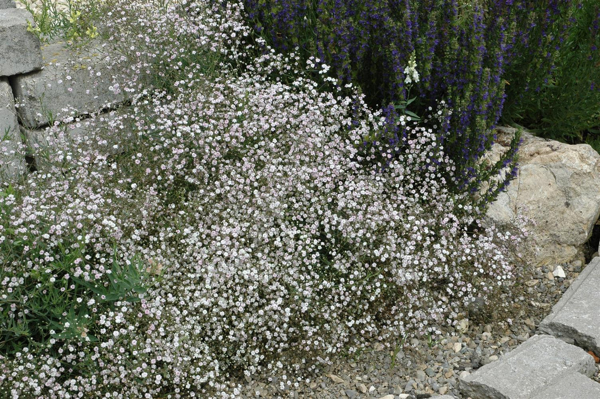 Gypsophila paniculata 'Schneeflocke' mit Blüte; Einsatz: ;;ab 3,55 Euro