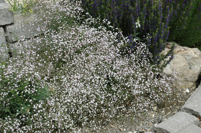 Gypsophila paniculata 'Schneeflocke' mit Blüte; Einsatz: ;;ab 3,55 Euro