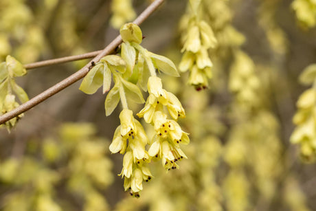 Corylopsis pauciflora mit Blüte, erhältlich als: Solitär; Einsatz: Einzelstellungintensiver duft;;günstig mit Qualität