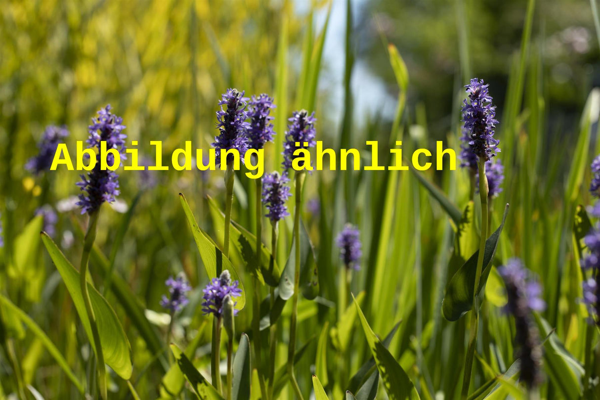 Pontederia cordata var. lanceolata (Lanzen-Hechtkraut)