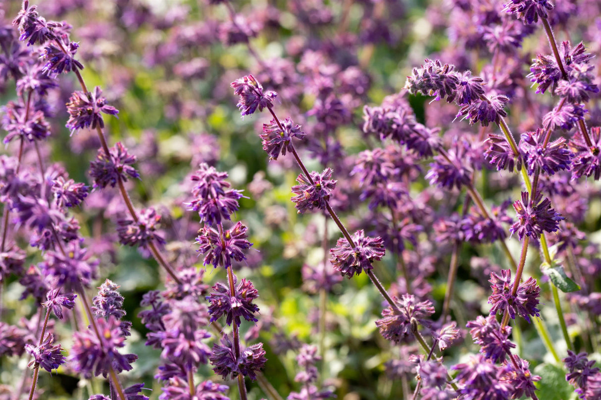 Salvia verticillata 'Purple Rain' mit Blüte; Einsatz: ;;ab 4,00 Euro