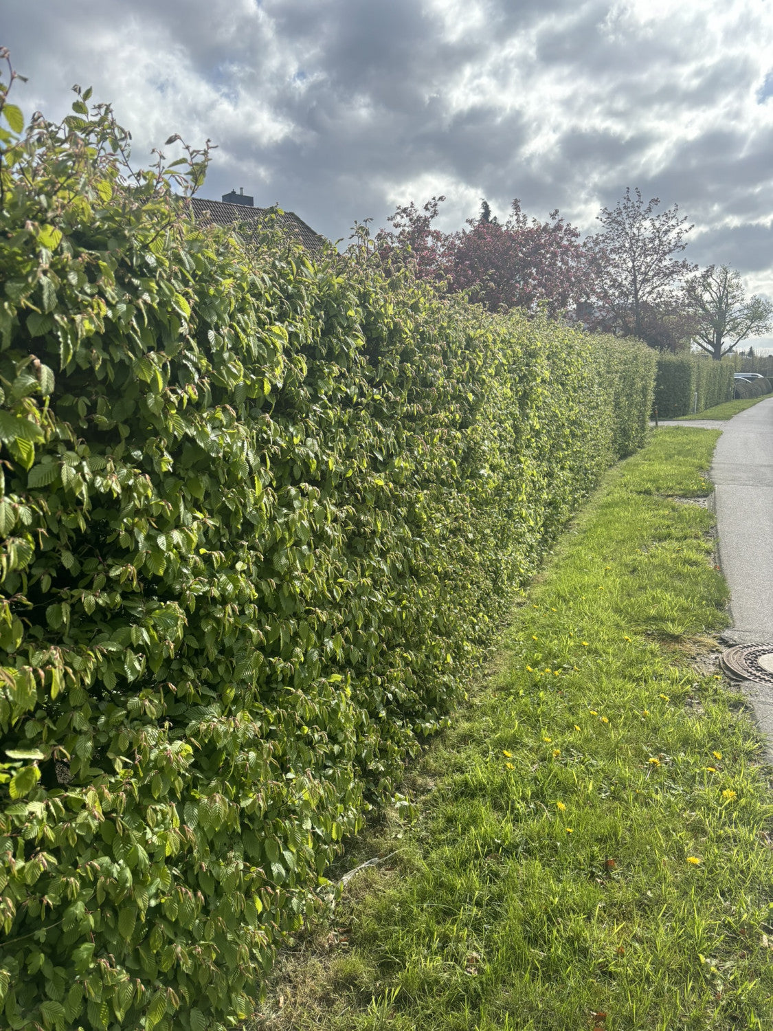 Carpinus betulus VkG 3 als Heckebodenverbessernd;;ab 1,34 Euro