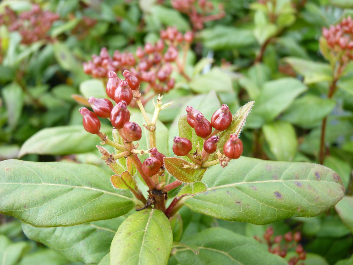 Viburnum tinus , erhältlich von 40-60 bis 175-200 cm;;ab 56,50 Euro