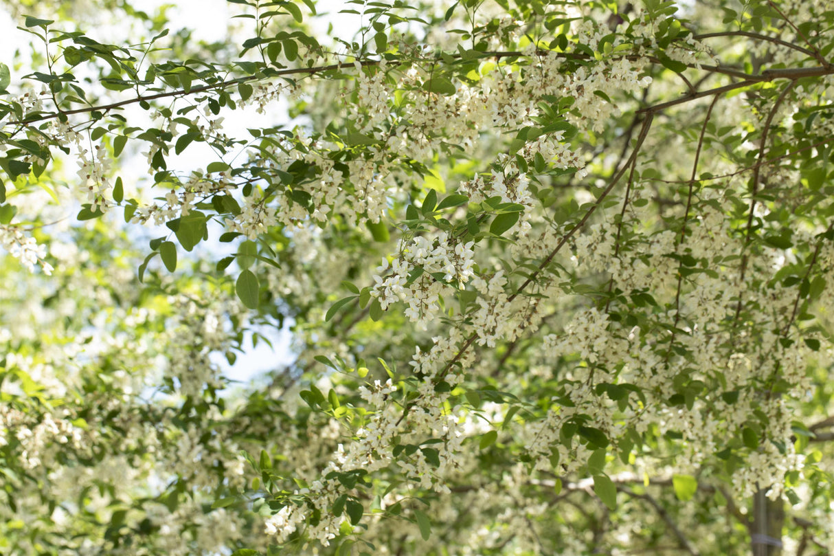 Robinia pseudoac. 'Unifoliola' mit Blüte, erhältlich von 270-330 bis 450-650 cm; Einsatz: ;;ab 347,00 Euro
