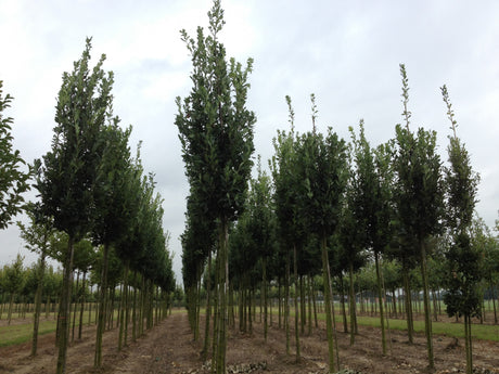 Quercus robur 'Fastigiata Koster' , erhältlich von 270-330 bis 450-650 cm;;ab 626,00 Euro
