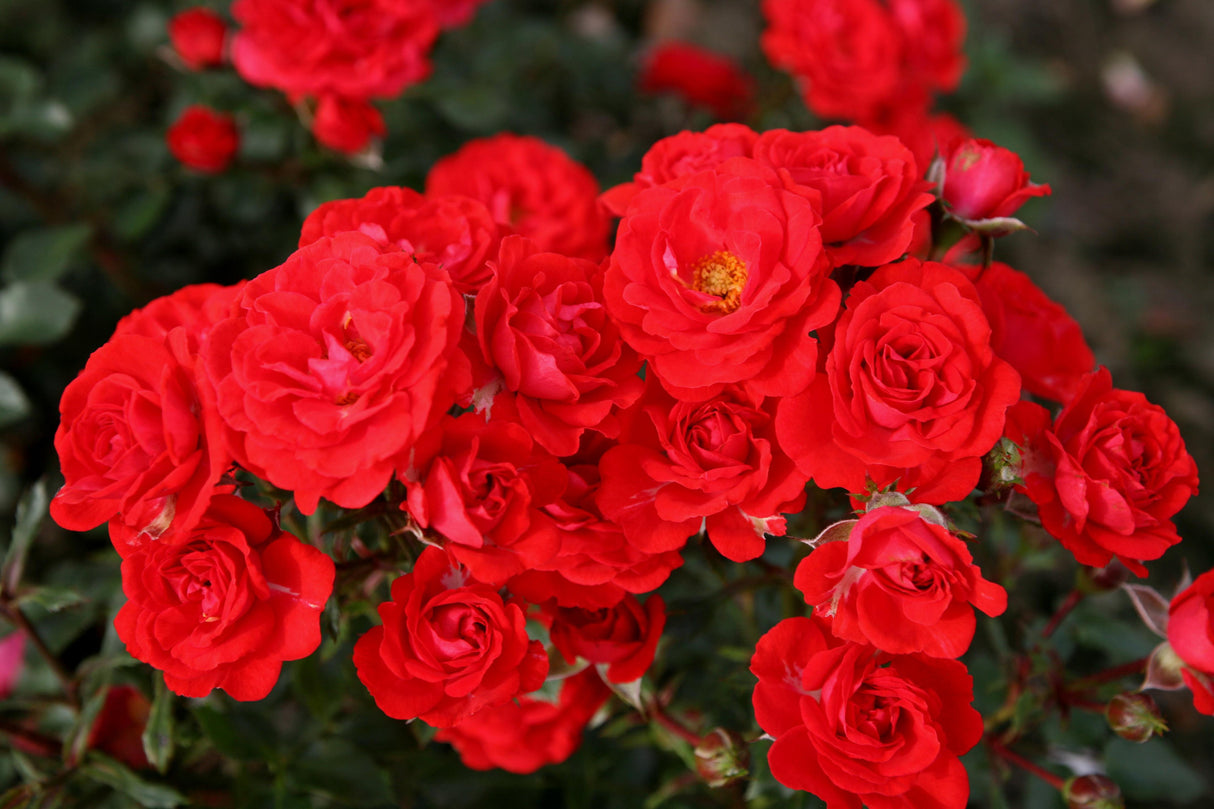 Rosa 'Zwergenfee 09' Z mit Blüte; Einsatz: ;;ab 8,10 Euro