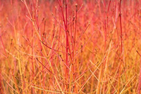 Cornus sanguinea 'Midwinter Fire' Rinde, erhältlich von 40-60 bis 80-100 cm; Einsatz: ;;ab 15,20 Euro