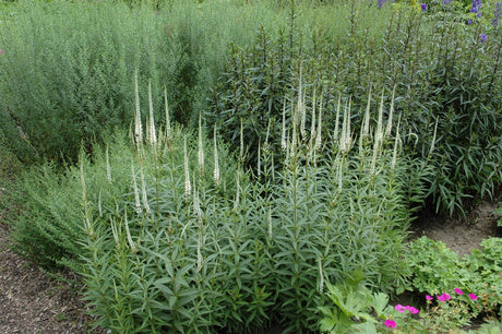 Veronicastrum virginicum 'Album' als Pflanze im Beet; Einsatz: ;;ab 5,90 Euro