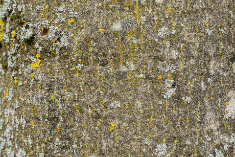 Edel Esche; Rinde; dekorativ; Einsatzmöglichkeit z.B. : Forst;;mit zeitnaher Lieferung