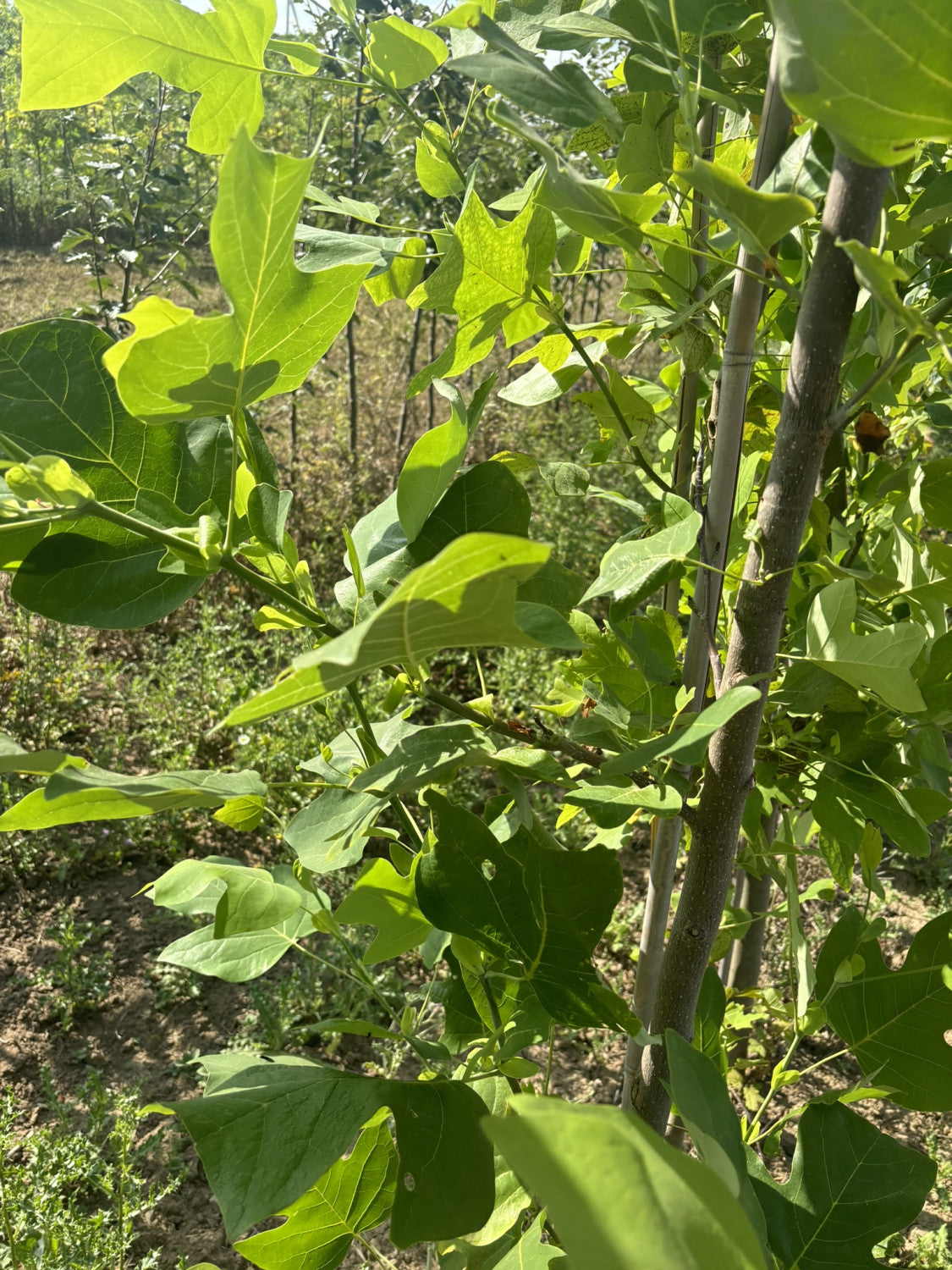 Gelb-Poplar mit Sommerbelaubung, erhältlich als: Hochstamm, Solitär, Alleebaum; Einsatz: Alleebaumschnellwachsend;;günstig mit Qualität