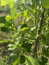 Gelb-Poplar mit Sommerbelaubung, erhältlich als: Hochstamm, Solitär, Alleebaum; Einsatz: Alleebaumschnellwachsend;;günstig mit Qualität