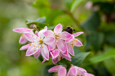 Deutzia magnifica 'Tourbillon Rouge' mit Blüte, erhältlich als: ; Einsatz: Blütenheckeattraktive Blüten;;günstig mit Qualität
