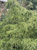 Chamaecyparis pis. 'Filifera Nana' , erhältlich von 15-20 bis 70-80 cm;;ab 14,00 Euro
