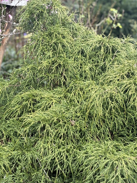 Chamaecyparis pis. 'Filifera Nana' , erhältlich von 15-20 bis 70-80 cm;;ab 14,00 Euro