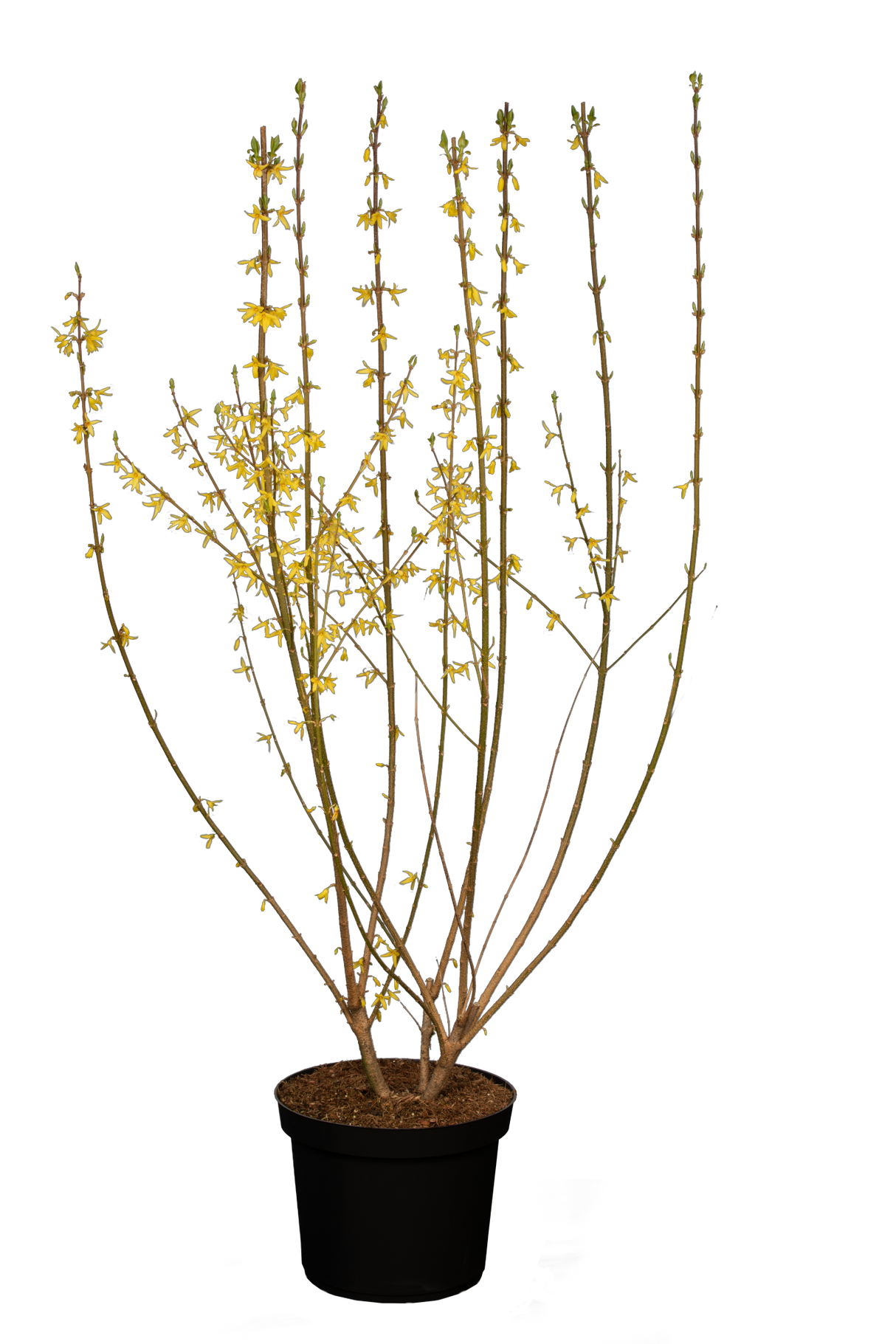 Forsythia intermedia 'Spectabilis' im Topf; Einsatz: Solitärgehölzbienenfreundlich;;Pflanzen vom Profi