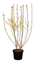 Forsythia intermedia 'Spectabilis' im Topf; Einsatz: Solitärgehölzbienenfreundlich;;Pflanzen vom Profi