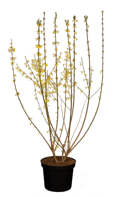 Forsythia intermedia 'Spectabilis'; hier im Topf; dekorative Blüten; Einsatzmöglichkeit z.B. : Frühlingsblüher;;Pflanzen vom Profi