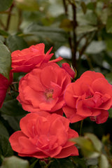 Rosa 'Feuerwerk' STR; hier mit Blüte; duftend; Einsatzmöglichkeit z.B. : Solitär;;ab 11,10 Euro