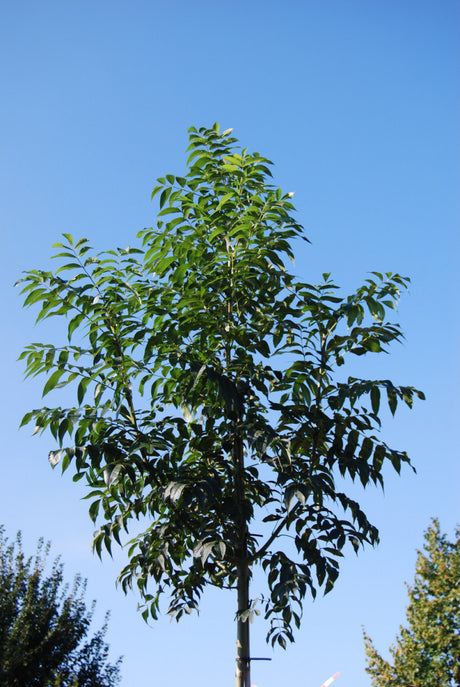 Edel Esche; dekorativ;;mit zeitnaher Lieferung