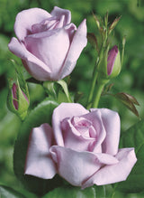 Rosa 'Mainzer Fastnacht' TH; hier mit Blüte; winterhart; Einsatzmöglichkeit z.B. : Beete;;ab 11,10 Euro