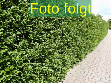 Ligustrum ovalifolium Bild wird ergänzt, erhältlich von 30-40 bis 200-250 cm; Einsatz: ;;ab 3,75 Euro