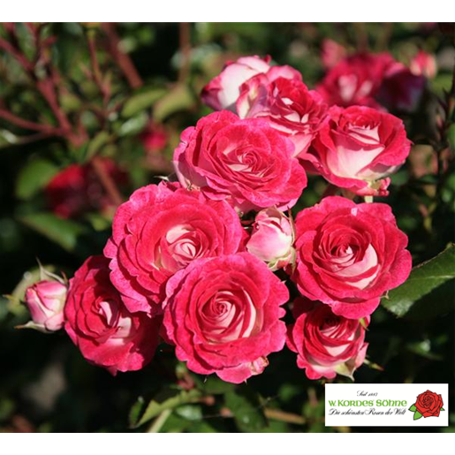 Rosa 'Schöne Koblenzerin' BT mit Blüte; Einsatz: ;;ab 9,50 Euro