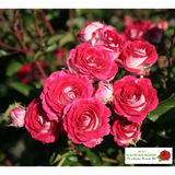 Rosa 'Schöne Koblenzerin' BT; hier mit Blüte; winterhart; Einsatzmöglichkeit z.B. : Beete;;ab 13,10 Euro