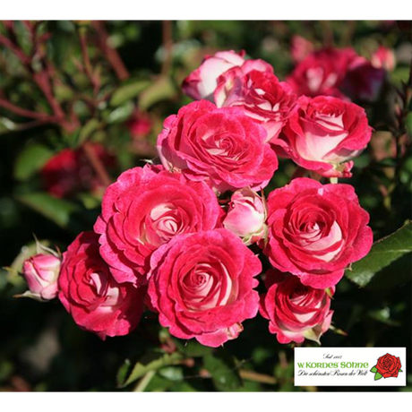 Rosa 'Schöne Koblenzerin' BT mit Blüte; Einsatz: ;;ab 9,50 Euro