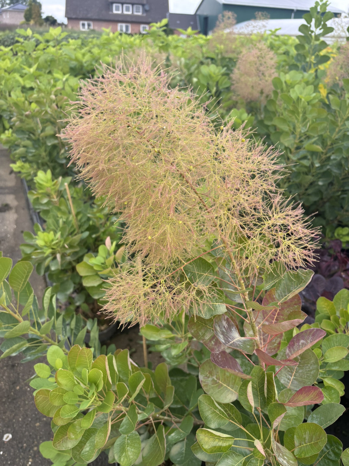 Cotinus coggygria (Perückenstrauch)