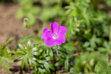 Geranium sanguineum; hier mit Blüte; schneckensicher (schneckenresistent); Einsatzmöglichkeit z.B. : Steingärten;;ab 0,00 Euro