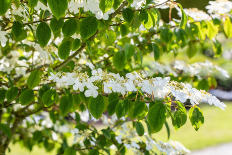 Viburnum plicatum mit Blüte, erhältlich von 40-60 bis 60-80 cm; Einsatz: ;;ab 37,40 Euro