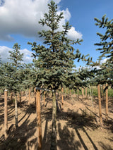 Picea pungens , erhältlich von 30-40 bis 200-225 cm;;ab 25,30 Euro